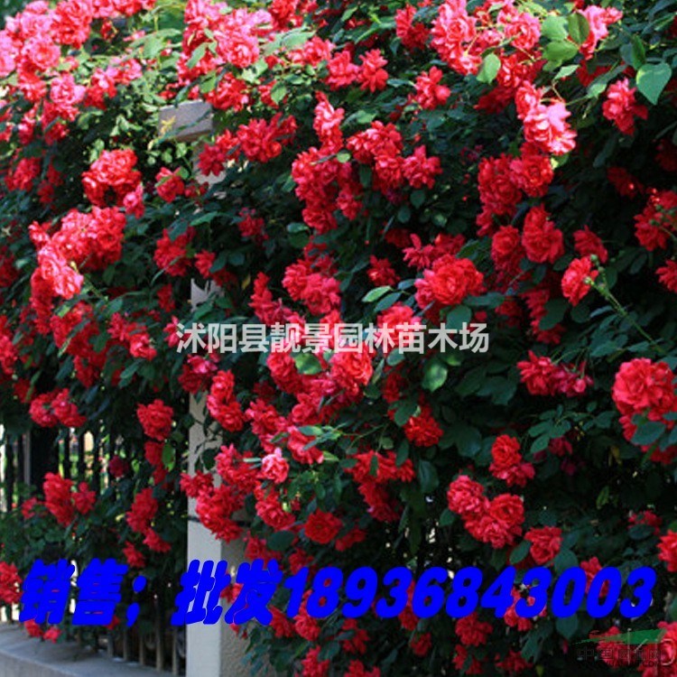 无刺蔷薇苗价格 大花蔷薇基地价格 蔷薇攀岩爬藤
