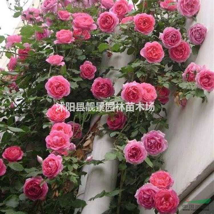 无刺蔷薇苗价格 大花蔷薇基地价格 蔷薇攀岩爬藤