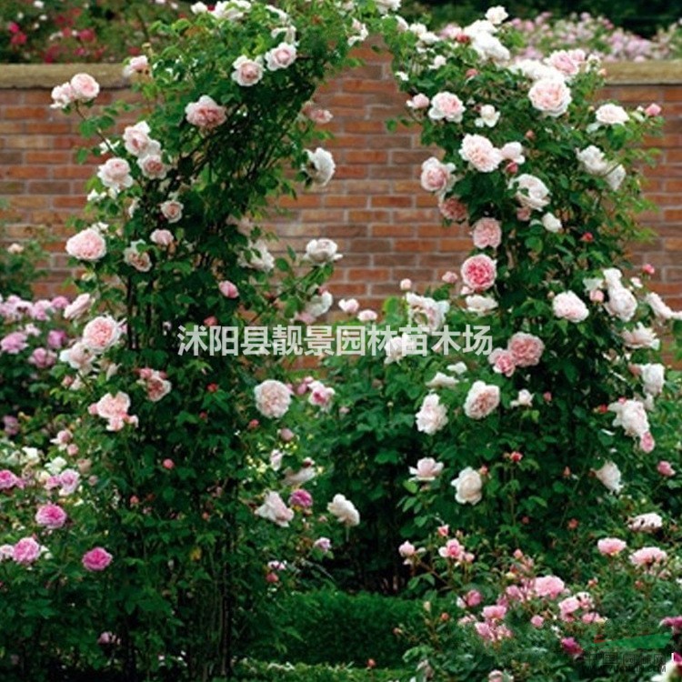 无刺蔷薇苗价格 大花蔷薇基地价格 蔷薇攀岩爬藤