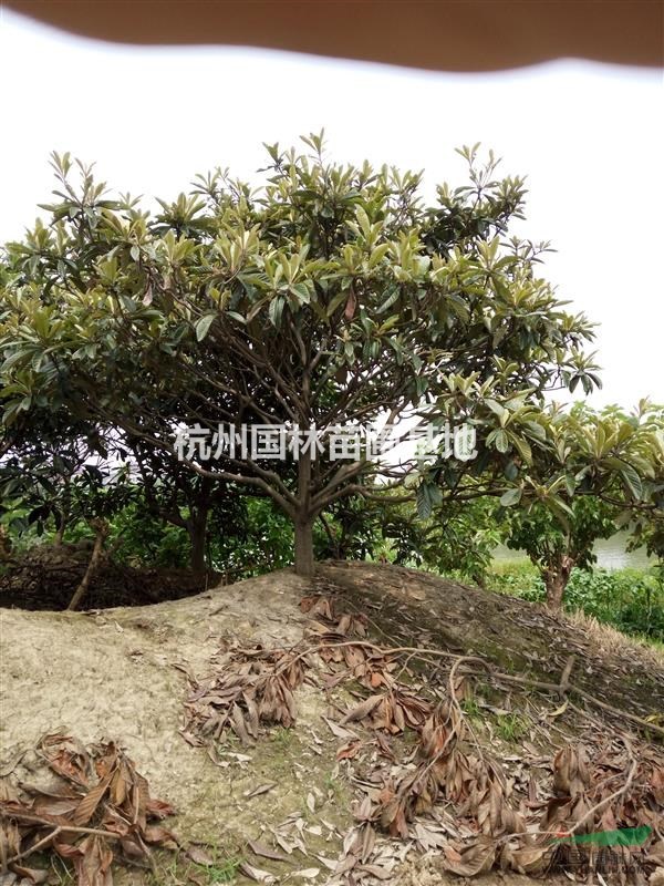低價(jià)供應(yīng)1-20公分枇杷樹(shù)
