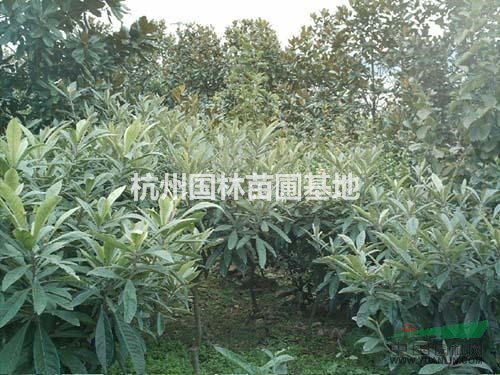低價(jià)供應(yīng)1-20公分枇杷樹(shù)