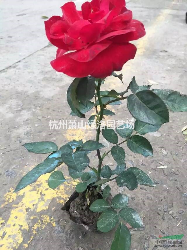 浙江省杭州市蕭山區(qū)供應紅帽子月季花