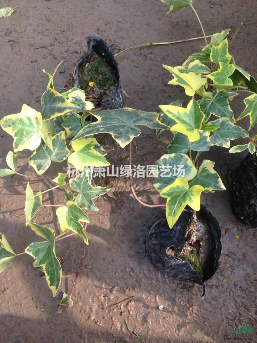 浙江省杭州市蕭山區(qū)供應(yīng)盆栽花葉長春藤