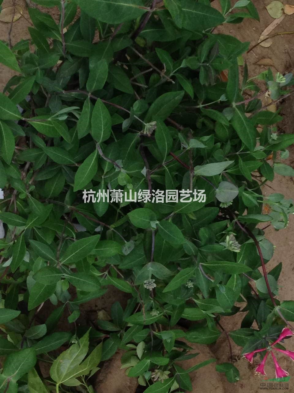 浙江省杭州市蕭山區(qū)供應(yīng)紅花金銀花