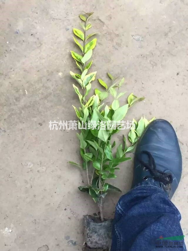 浙江省杭州市蕭山區(qū)供應(yīng)金森女貞小杯盆栽