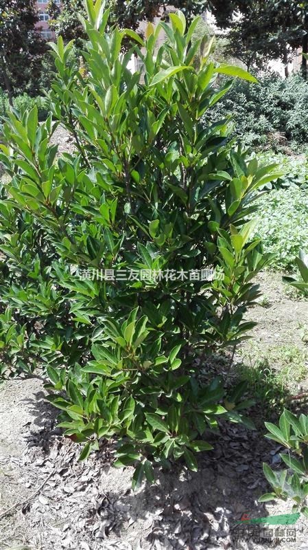 法國冬青行情走勢-法國冬青報價-珊瑚樹苗木報價