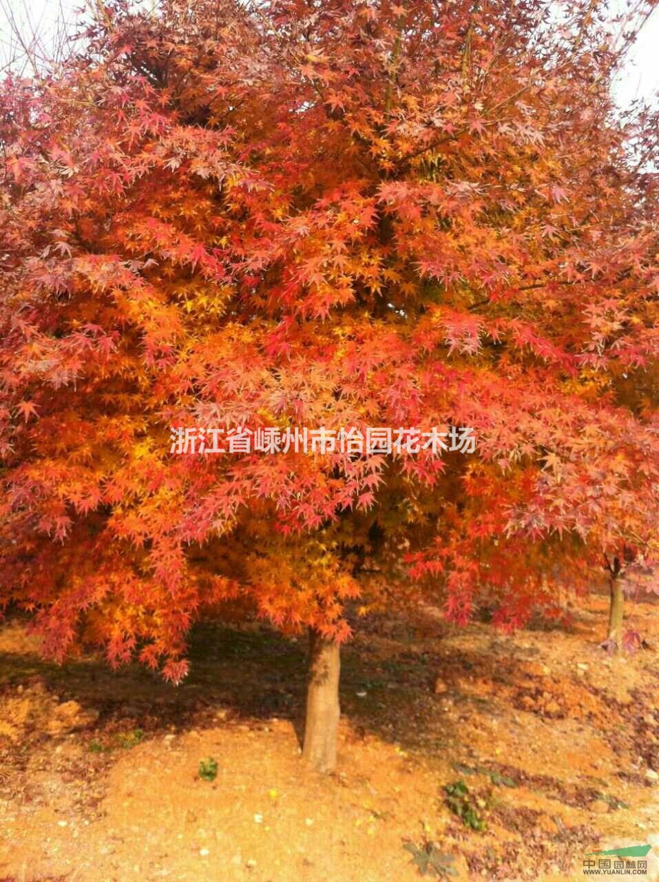 地徑8-11公分紅楓 紅楓價(jià)格 嵊州紅楓
