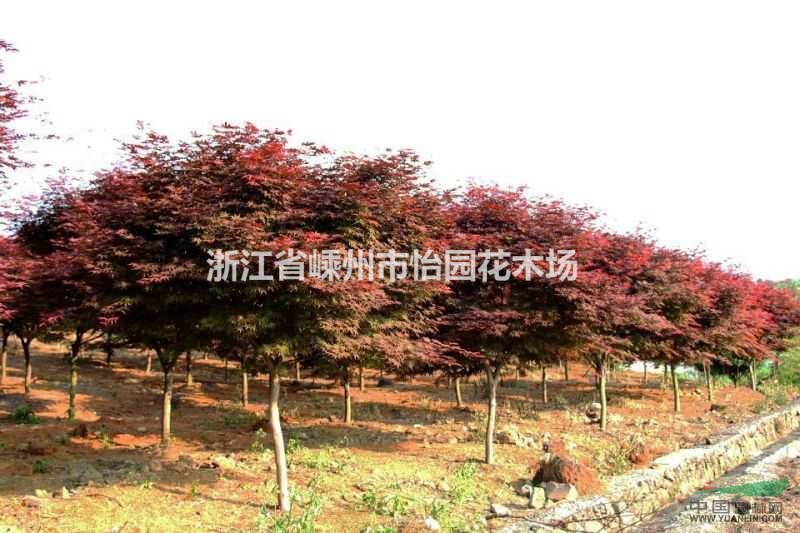 地徑8-11公分紅楓 紅楓價(jià)格 嵊州紅楓