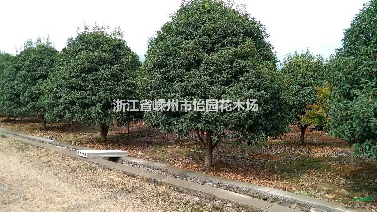 冠幅2米-3.5米金桂 精品桂花 