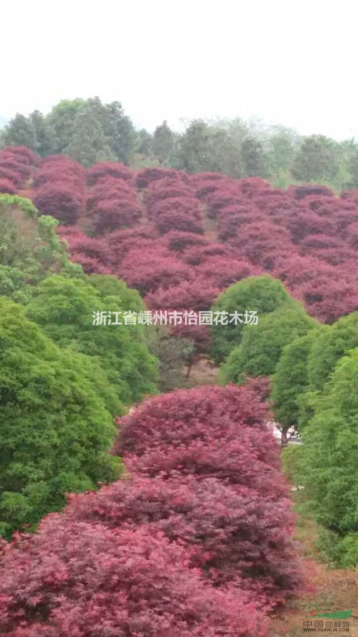 桂花 紅楓 