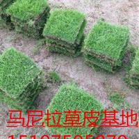 貴州草皮急售50萬平方，優(yōu)質(zhì)馬尼拉草皮