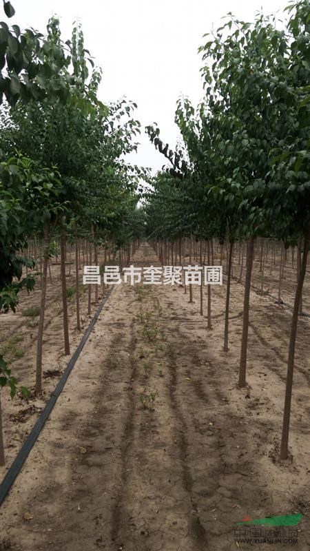 山東昌邑供應(yīng)4-8公分高桿櫻花