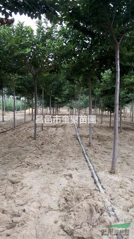 山東昌邑供應(yīng)4-8公分高桿櫻花