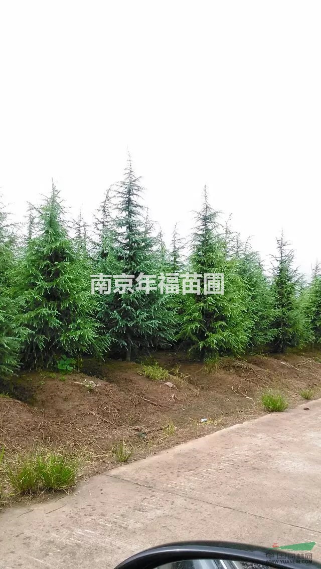 供應(yīng)雪松3~5米
