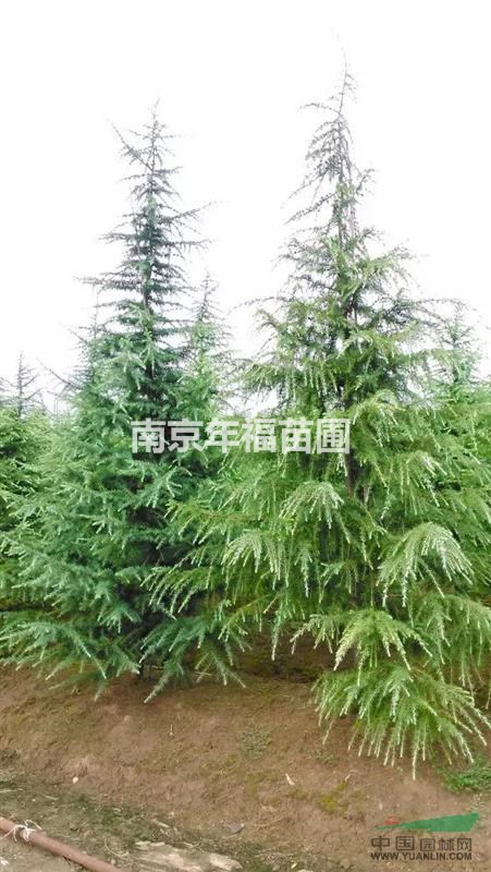 供應(yīng)雪松3~5米