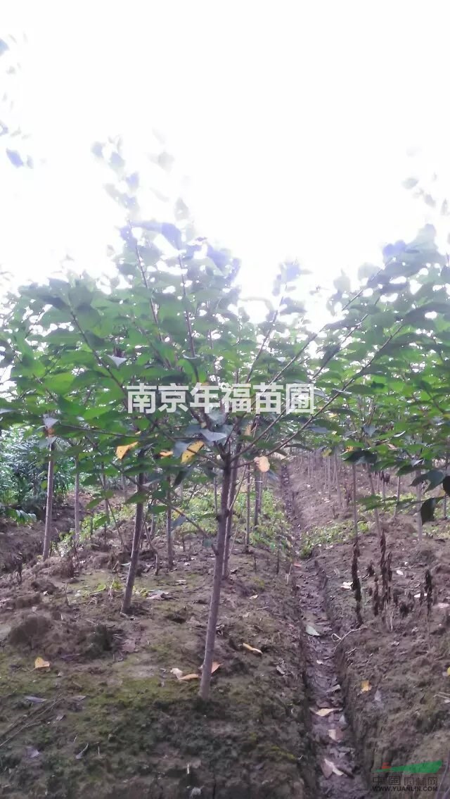 供應(yīng)櫻花2~5公分