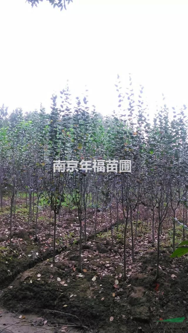 供應西府海棠2~5公分