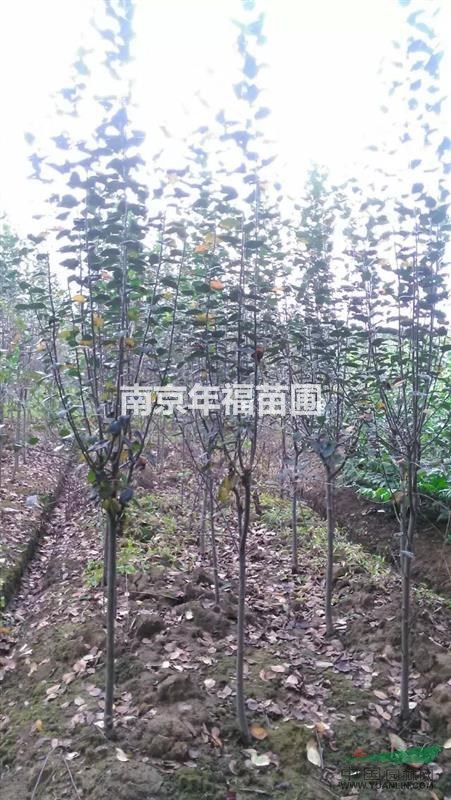 供應西府海棠2~5公分