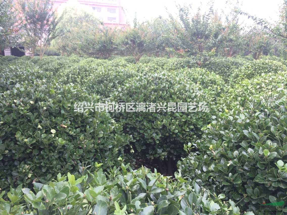 0.8-2.5米大葉黃楊