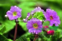 杜鵑花 仙客來 瓜葉菊 四冬季沒有暖氣那就養(yǎng)一些耐寒的花卉吧