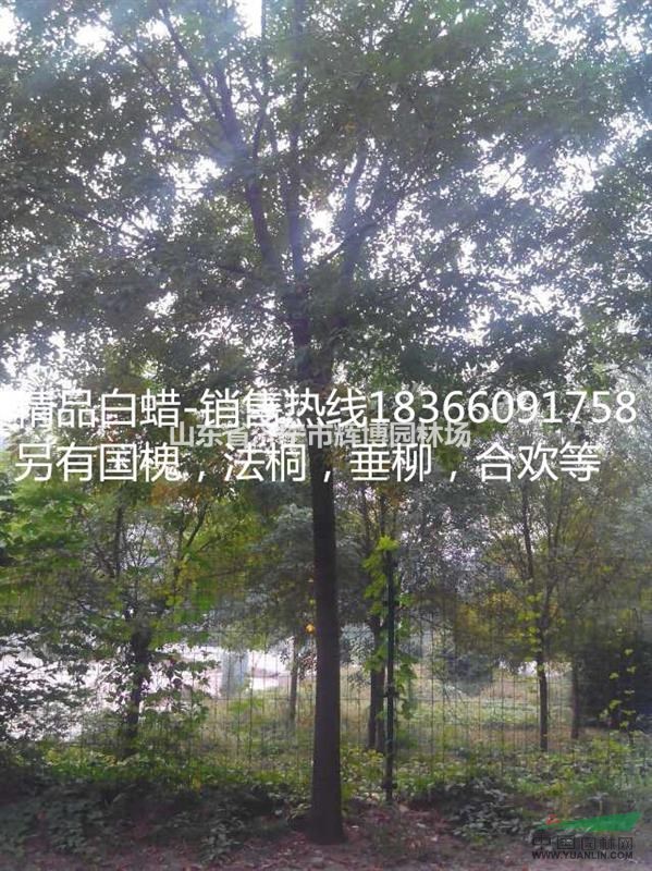 22公分白蠟價格精品白蠟