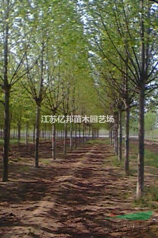 供應(yīng)法桐