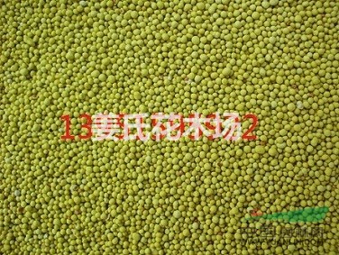 怎樣種植白三葉牧草怎樣養(yǎng)護(hù)白三葉草坪三葉草價(jià)格優(yōu)惠包郵全國