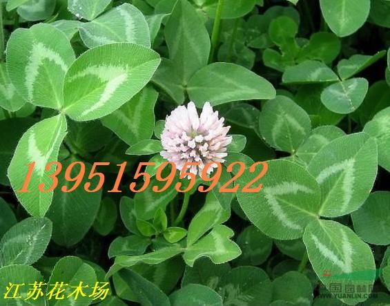 怎樣種植白三葉牧草怎樣養(yǎng)護(hù)白三葉草坪三葉草價(jià)格優(yōu)惠包郵全國