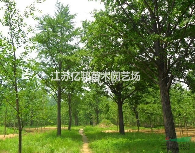 供應(yīng) 銀杏，白果，公孫樹，鴨腳樹，蒲扇