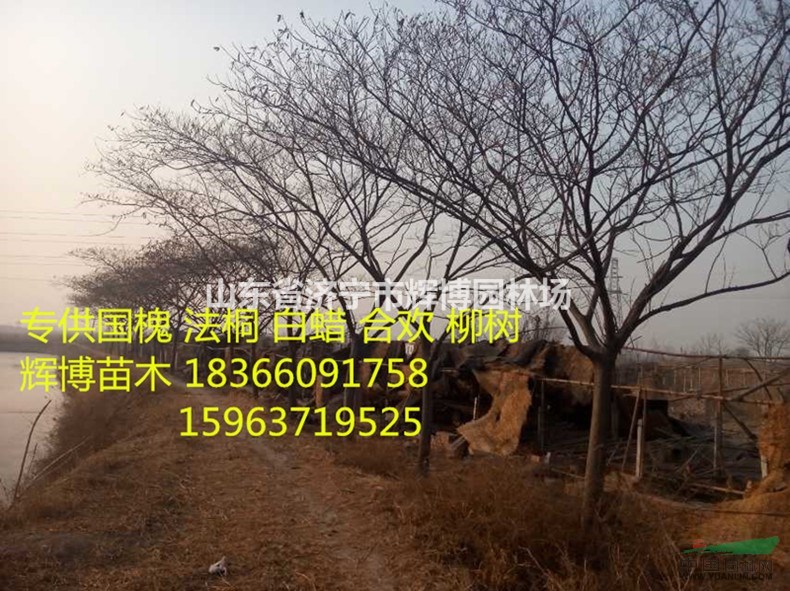 30公分合歡價(jià)格單價(jià)最低合歡價(jià)格便宜　　　　　　　　　　　　