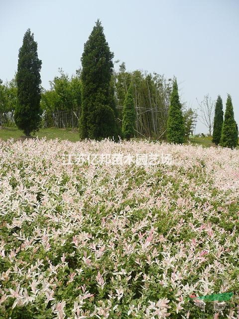 供應(yīng)】彩葉杞柳、花葉杞柳、彩葉杞柳球、花葉杞柳球