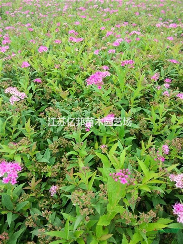 供應(yīng)金焰繡線菊、紅花繡線菊、日本繡線菊