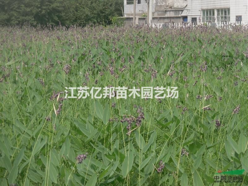 供應(yīng) 再力花 水竹芋 水蓮蕉 塔利亞