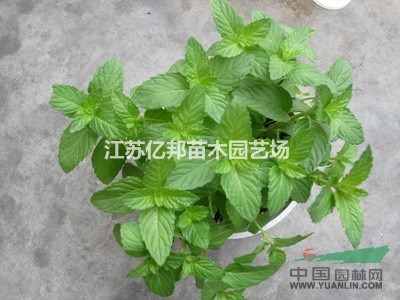 供應(yīng) 花葉薄荷 薄荷 大量批發(fā)