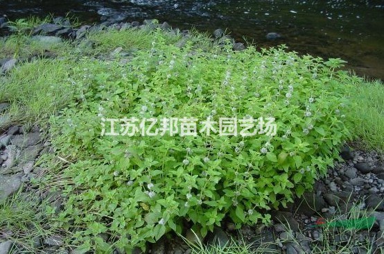 供應(yīng) 花葉薄荷 薄荷 大量批發(fā)