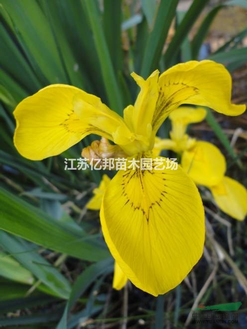 供應(yīng)黃菖蒲 江蘇黃菖蒲批發(fā) 黃菖蒲價(jià)格