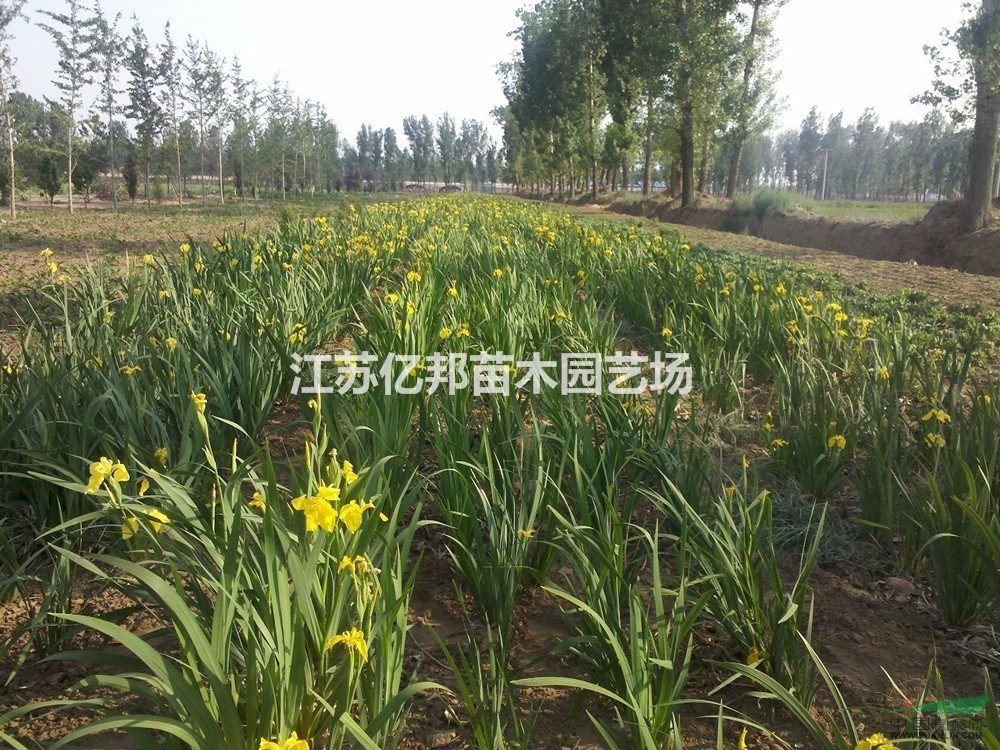 供應(yīng)黃菖蒲 江蘇黃菖蒲批發(fā) 黃菖蒲價(jià)格