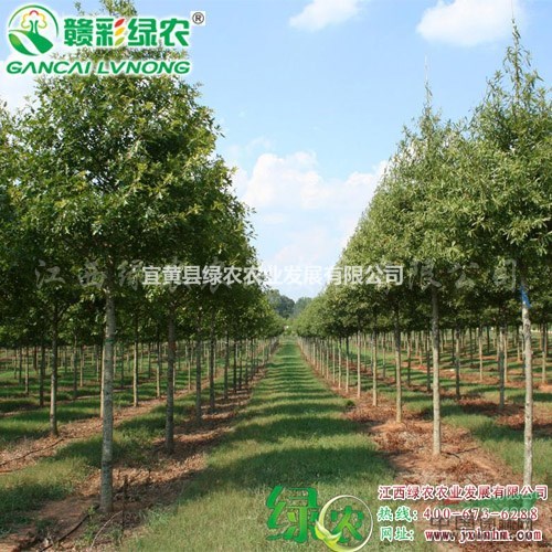 柳櫟價格 圖片 綠化小苗 樹苗 柳櫟新品種 批發(fā)零售