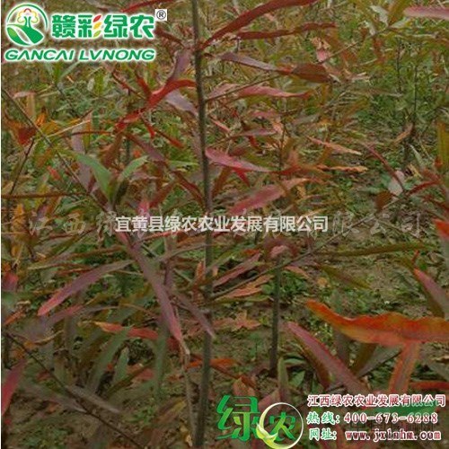 柳櫟價格 圖片 綠化小苗 樹苗 柳櫟新品種 批發(fā)零售