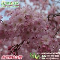 美國(guó)垂枝紅櫻 櫻花價(jià)格 櫻花圖片 彩化苗木樹(shù)苗