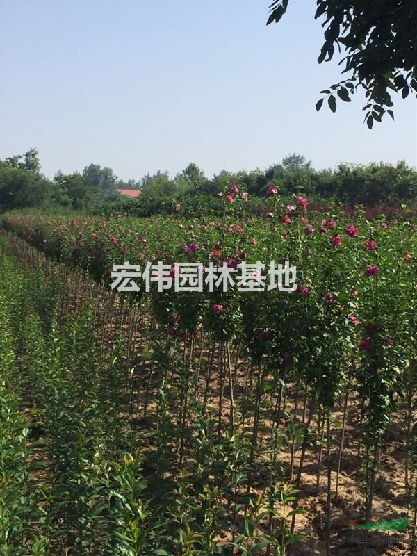 西安大量供应玫瑰木槿1-4公分