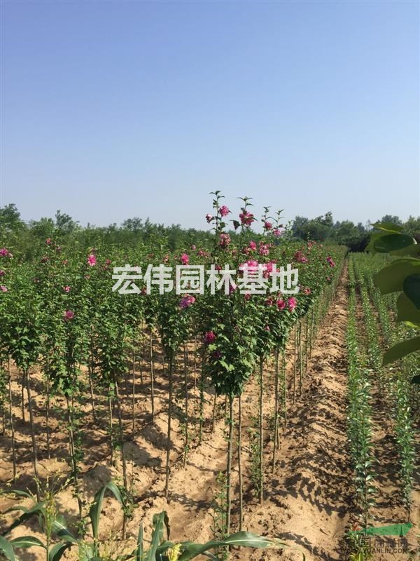 西安大量供应玫瑰木槿1-4公分