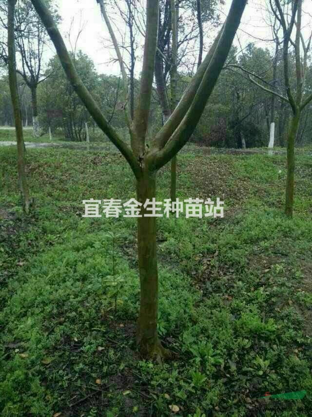 江西最優(yōu)質(zhì)紫薇樹苗出售，最便宜紫薇樹苗批發(fā)