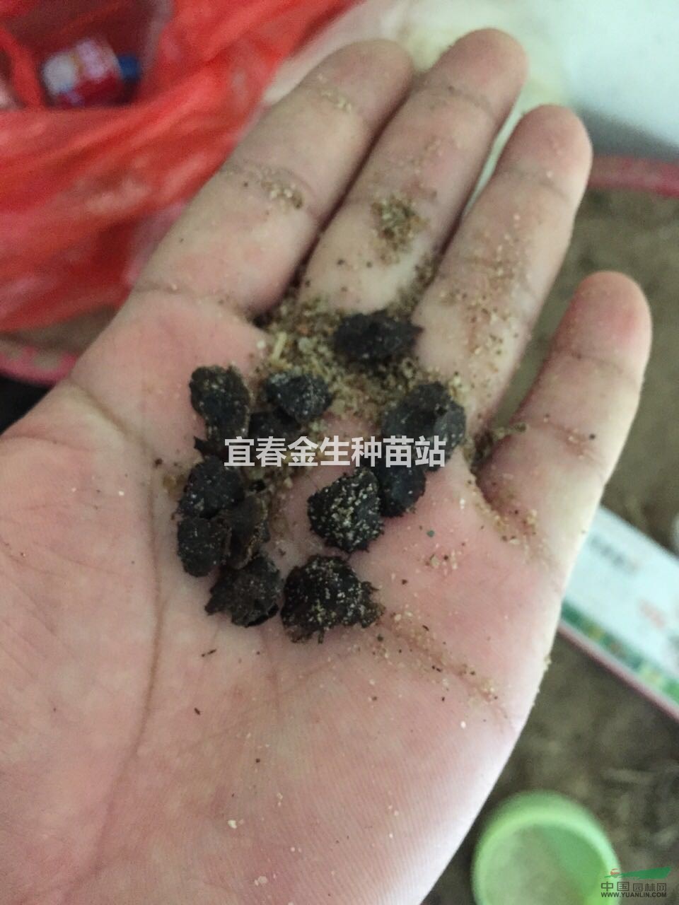 江西供應(yīng)紅豆杉種子，青錢柳種子，各種苗木種子