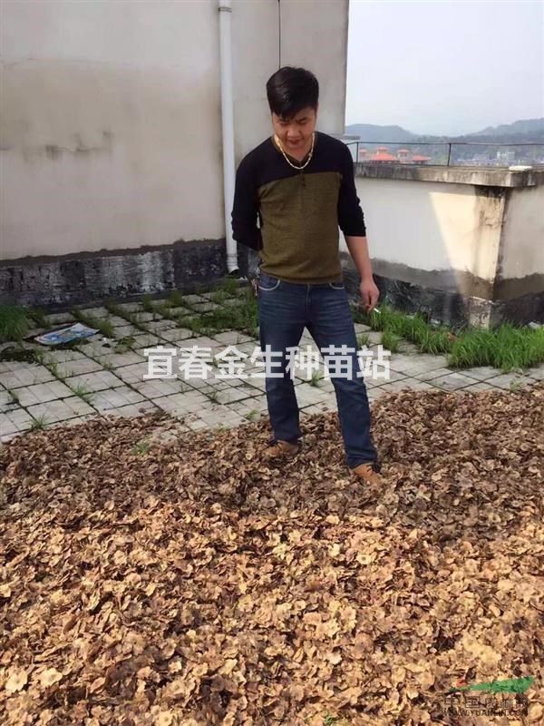 江西供應(yīng)紅豆杉種子，青錢柳種子，各種苗木種子