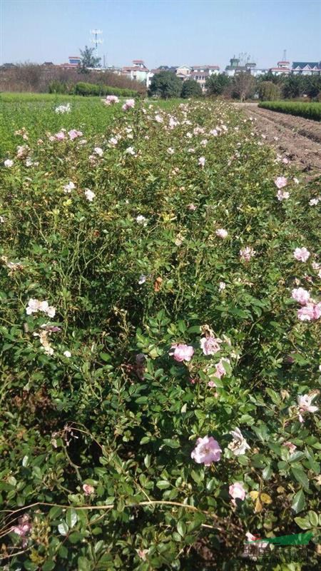 浙江蕭山供應豐花月季