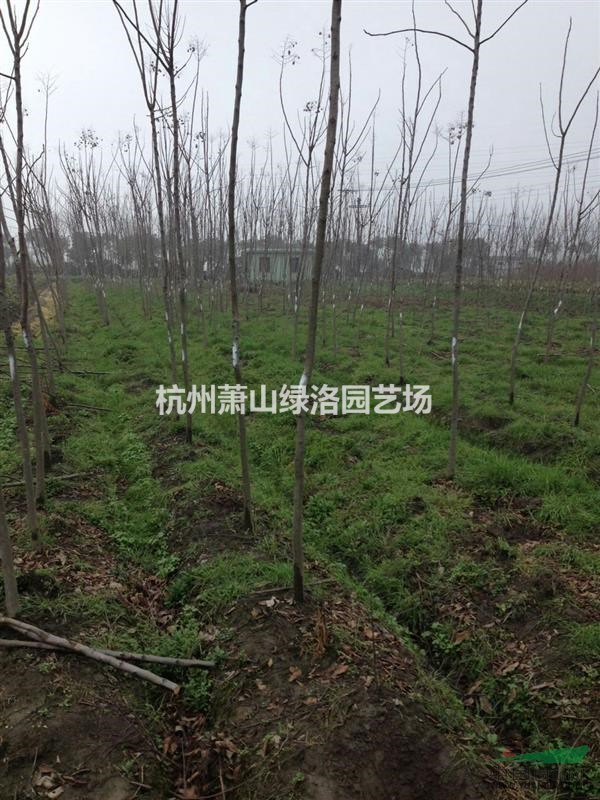 浙江省杭州市萧山区处理一批便宜栾树