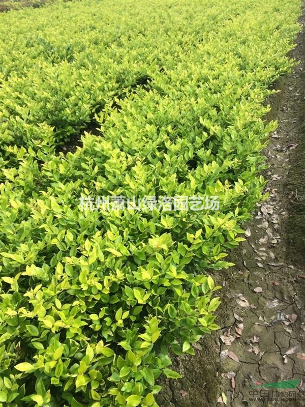 浙江省杭州市蕭山區(qū)供應(yīng)金森女貞色塊苗