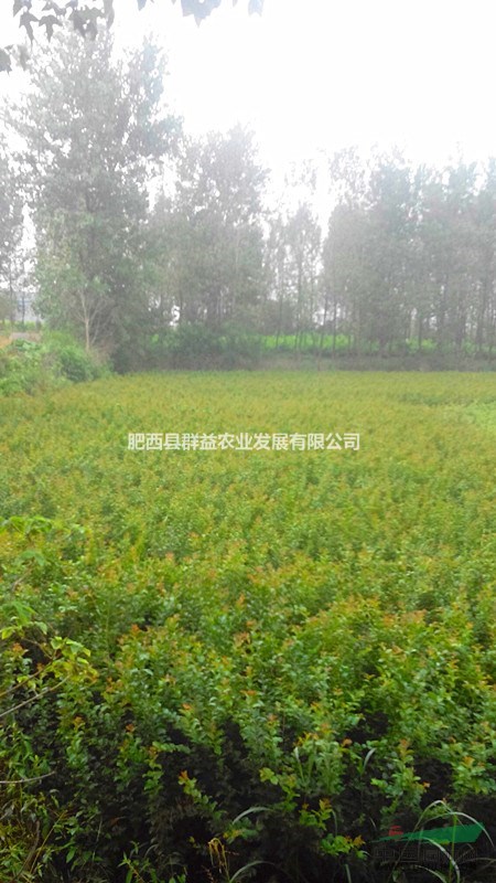 玫瑰紅紫薇出售，量大