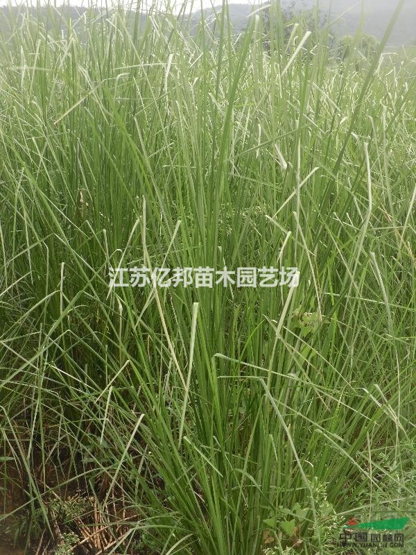 供應(yīng)香根草 沿蘭草 香根草價(jià)格，香根草苗，香根草基地